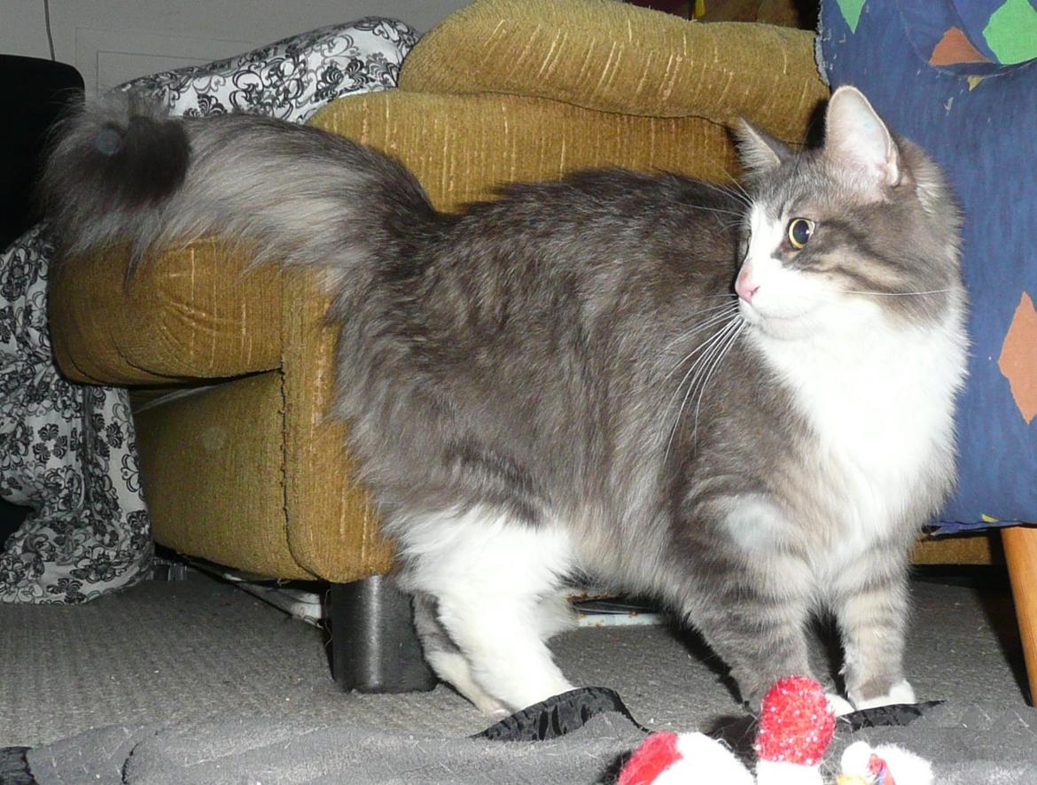 Blanding af racer Fandi billede 6