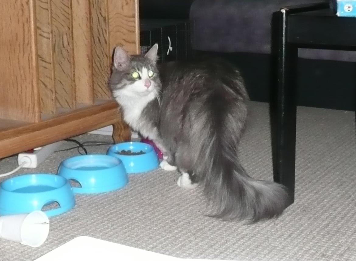 Blanding af racer Fandi billede 7