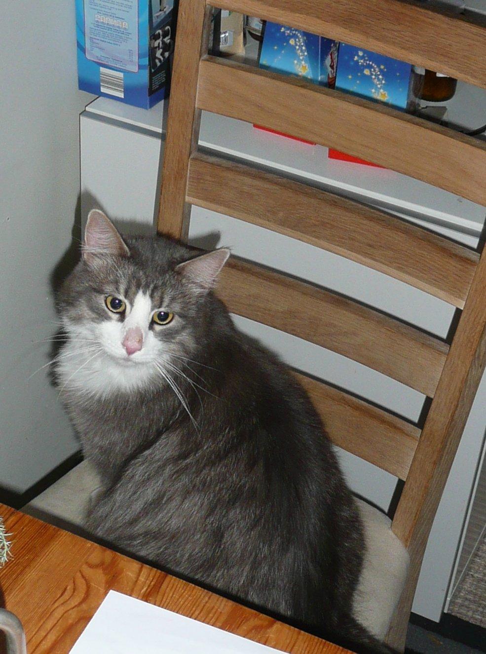 Blanding af racer Fandi billede 8