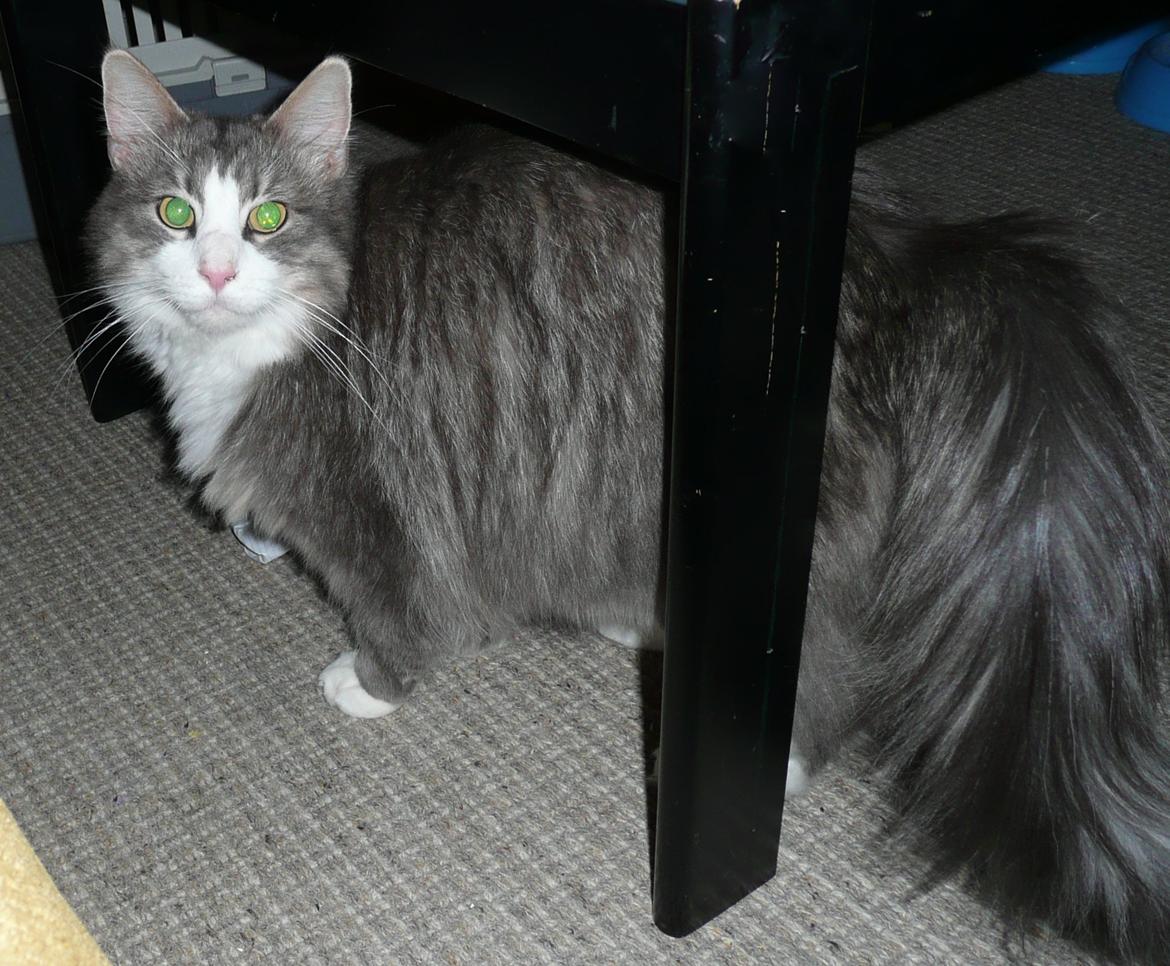 Blanding af racer Fandi billede 3