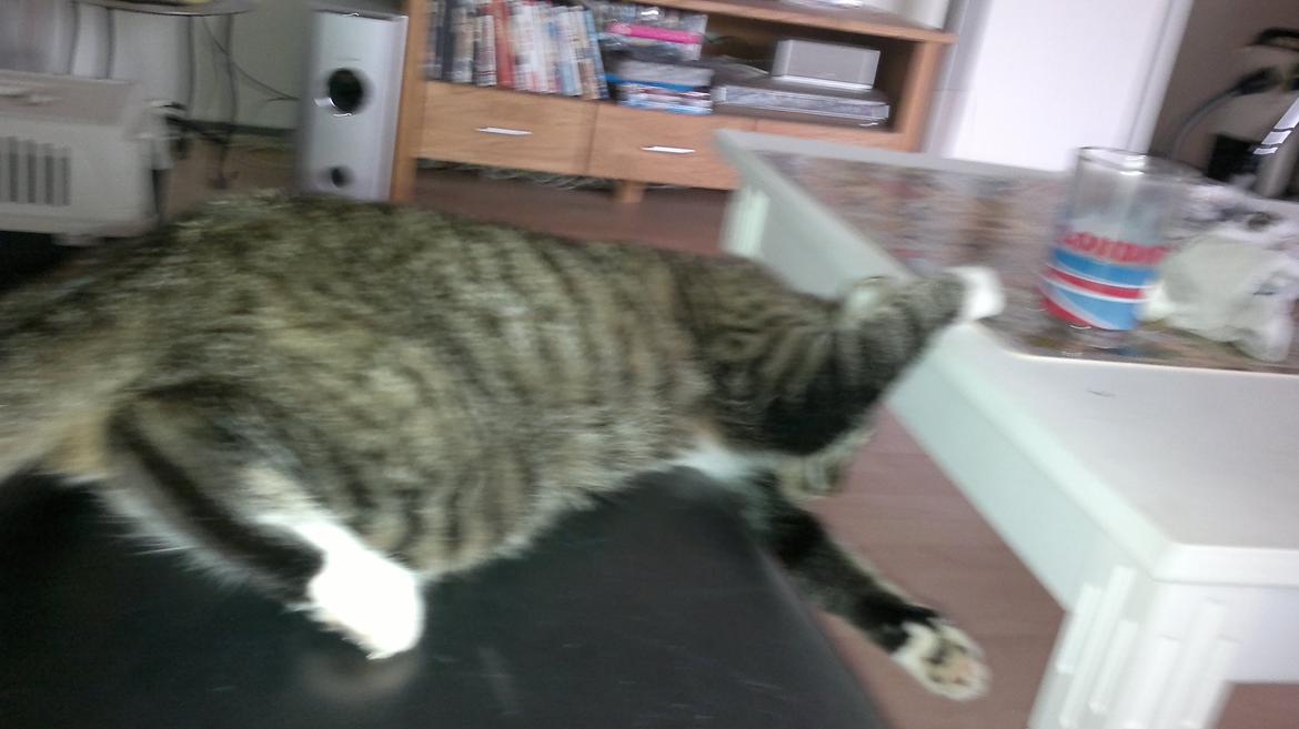 Huskat Diva billede 16