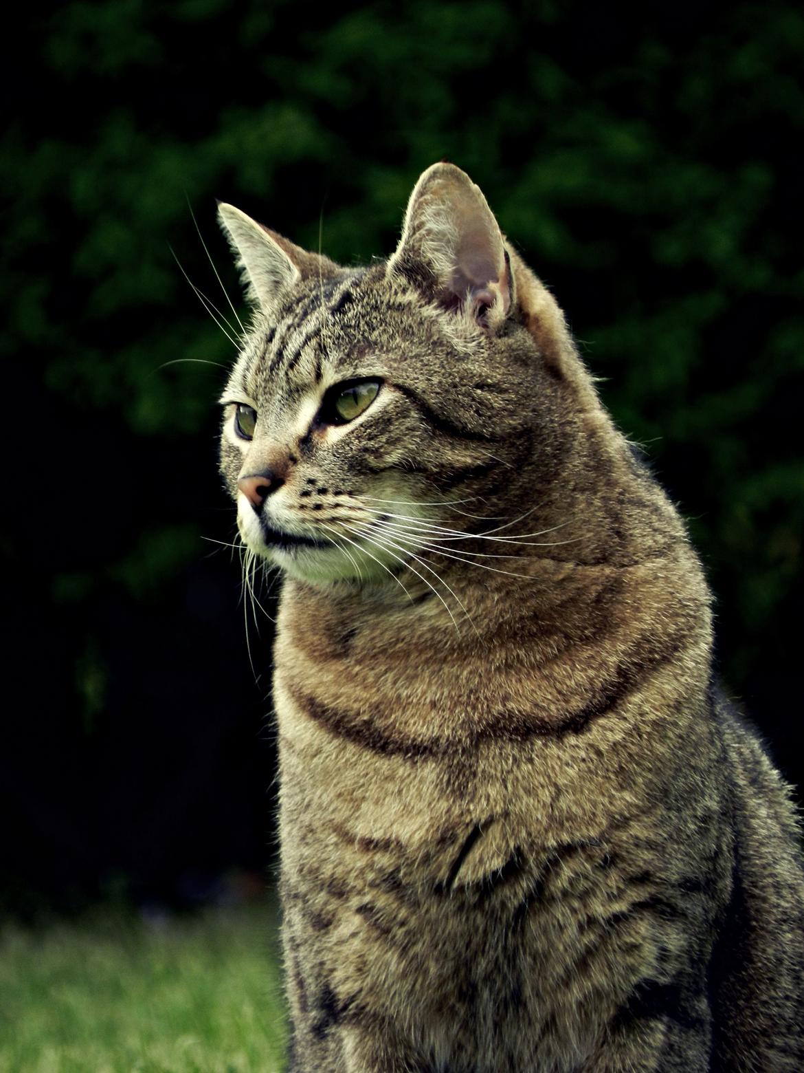 Blanding af racer Fritz "Supermissen! (:" - Fotomodel :D billede 19