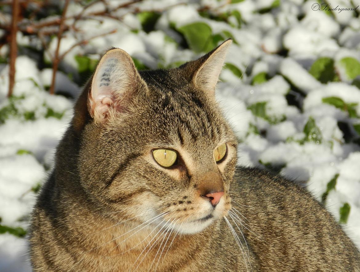 Blanding af racer Fritz "Supermissen! (:" - December 2012 billede 2