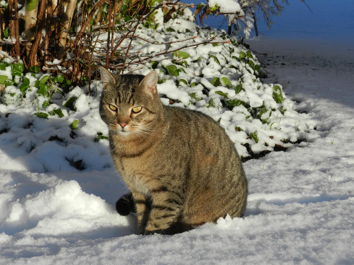 Blanding af racer Fritz "Supermissen! (:" - Sne-mis december 2012 billede 20