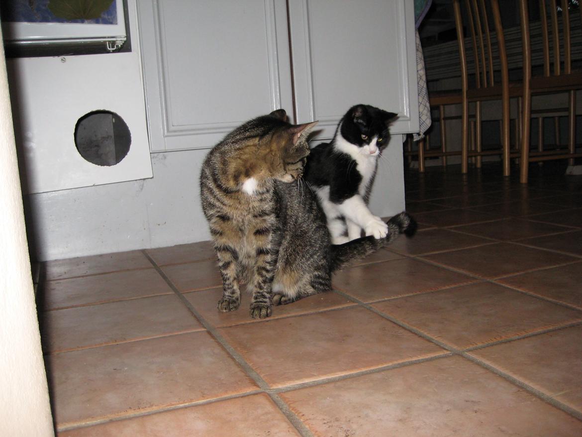 Huskat Knirke billede 2