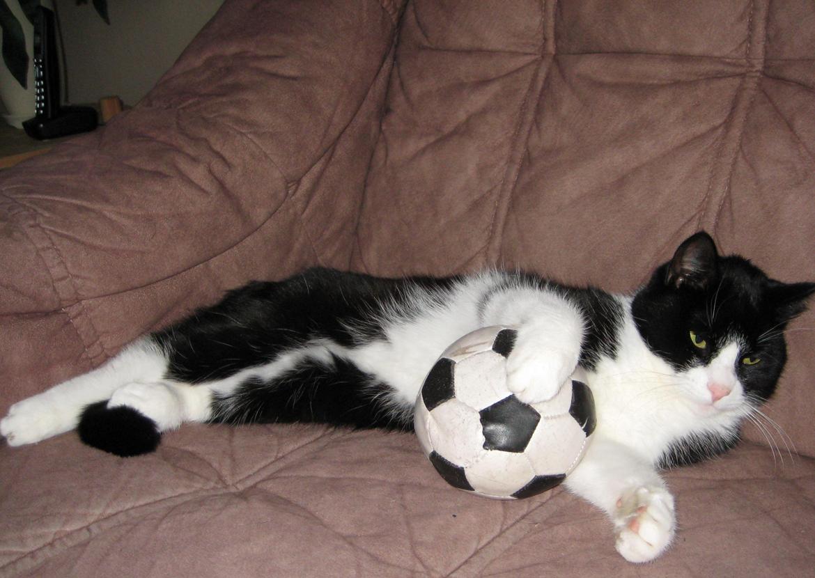 Huskat Knirke - hun hygger ;) 
 billede 3