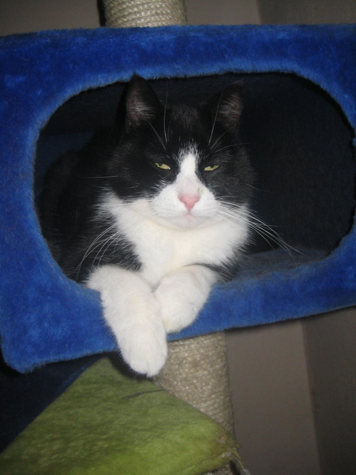 Huskat Knirke - ~~ Velkommen til Knirke's profil~~ billede 1