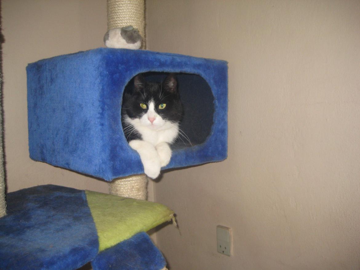 Huskat Knirke billede 4