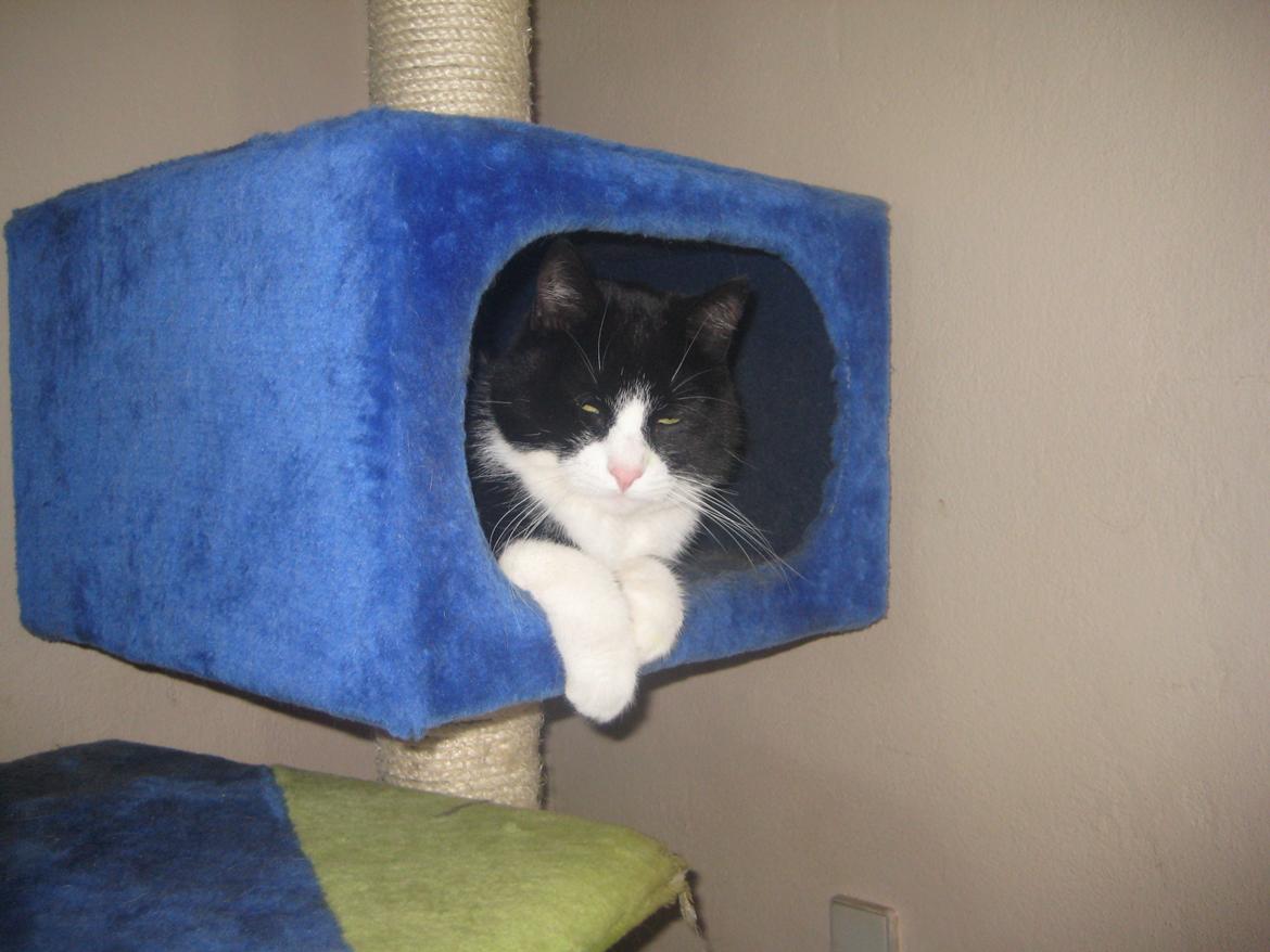 Huskat Knirke billede 6