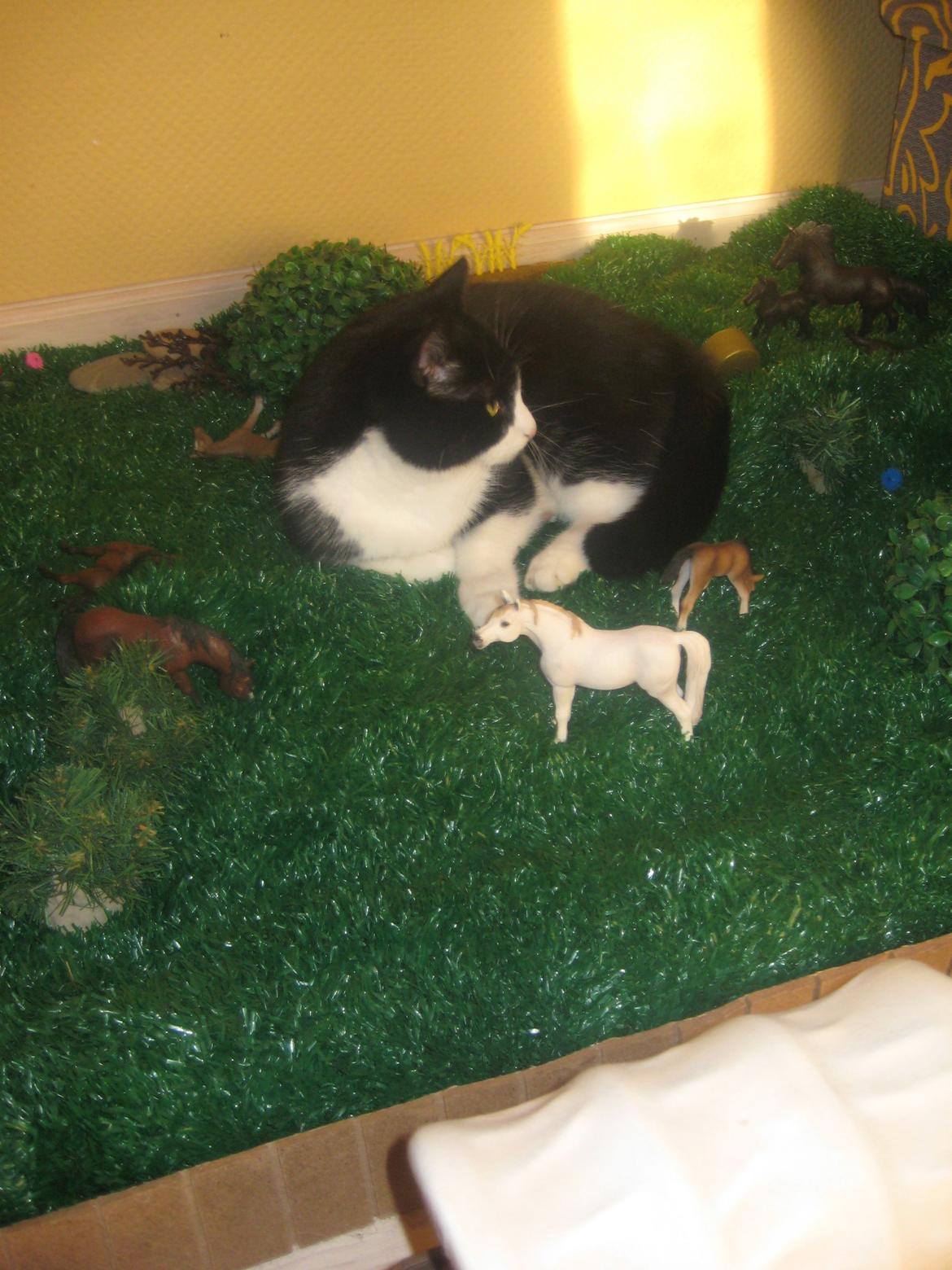 Huskat Knirke billede 8