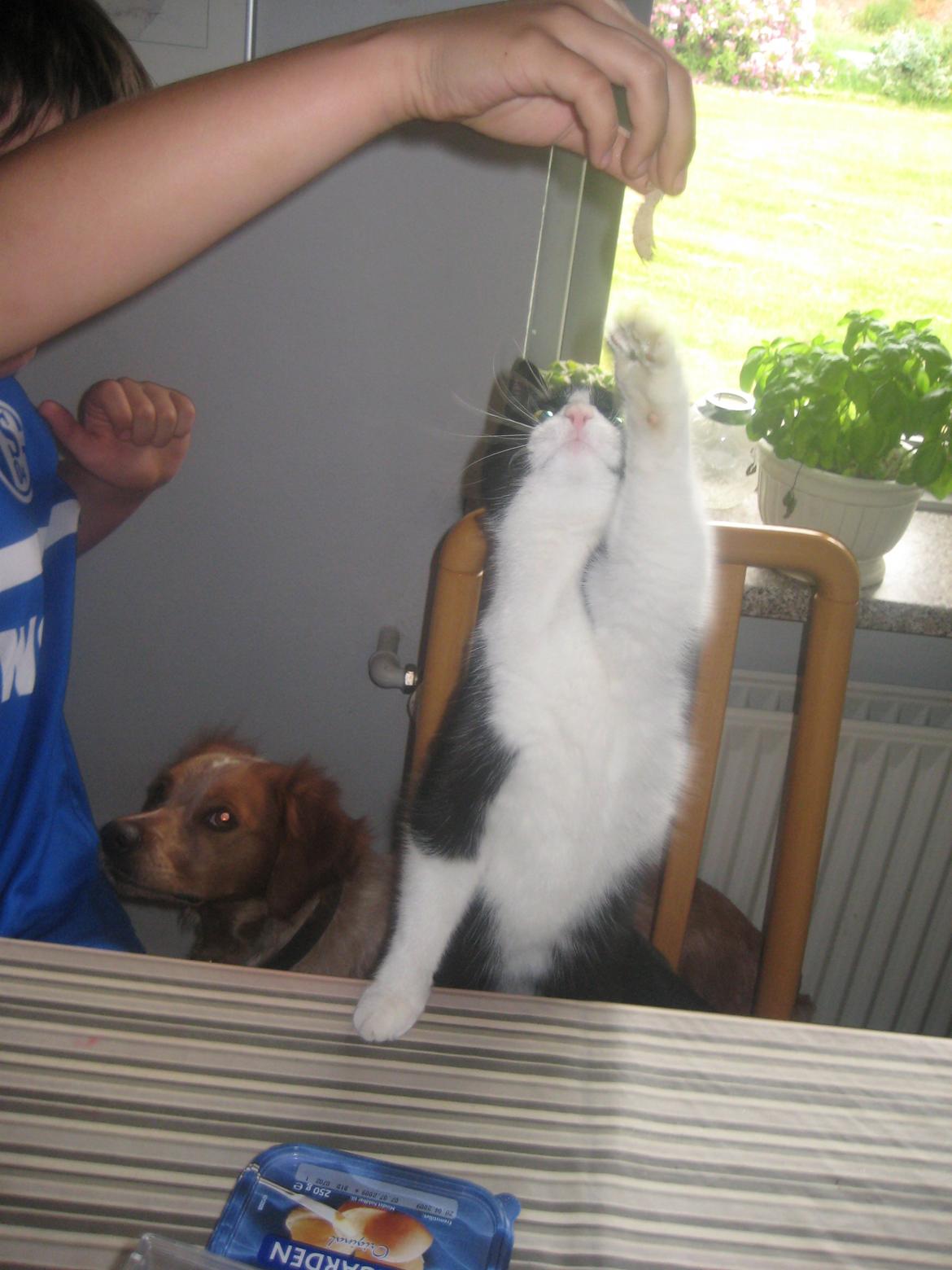 Huskat Knirke billede 9