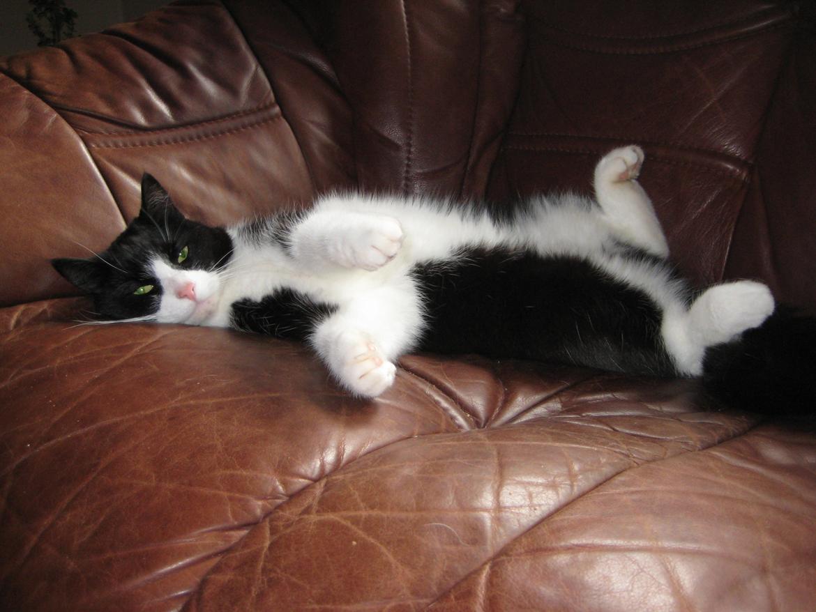 Huskat Knirke billede 10