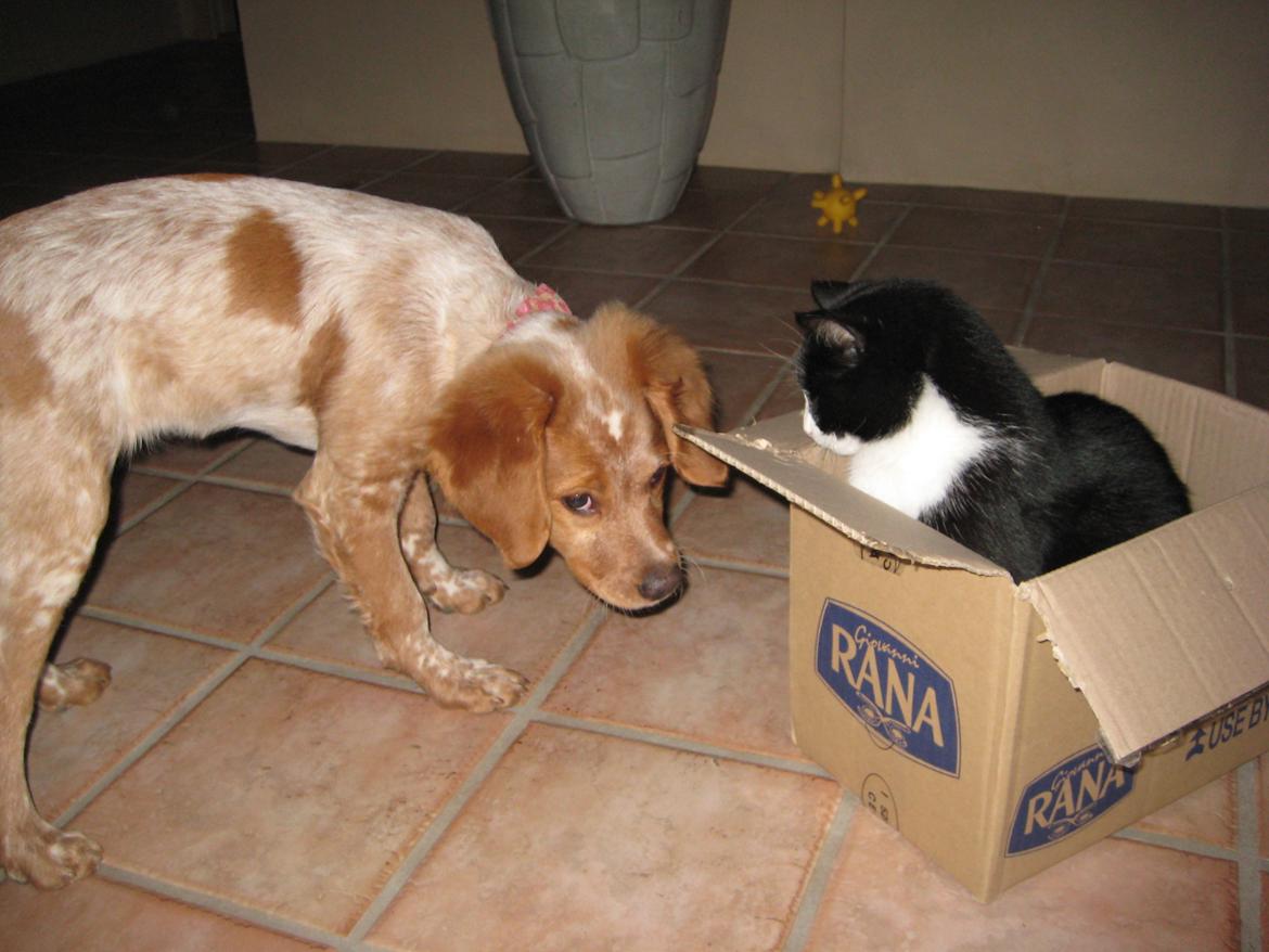 Huskat Knirke billede 11