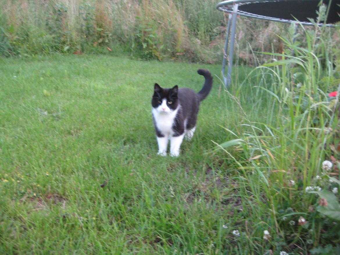 Huskat Knirke billede 12