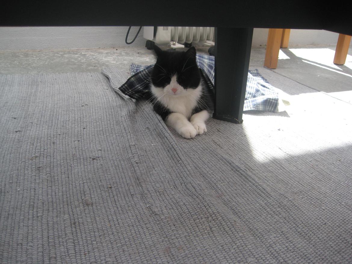 Huskat Knirke billede 13