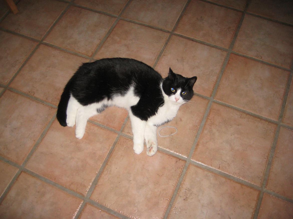 Huskat Knirke billede 5