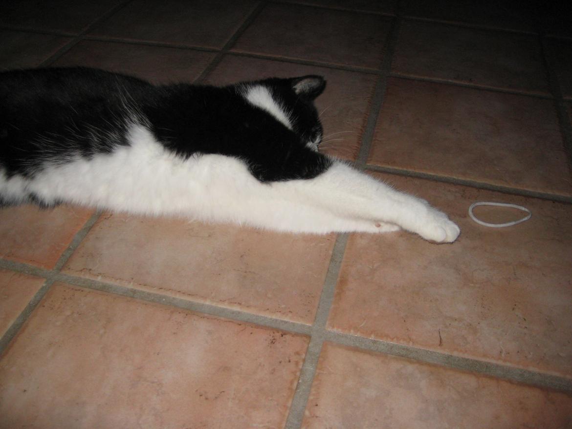 Huskat Knirke billede 14