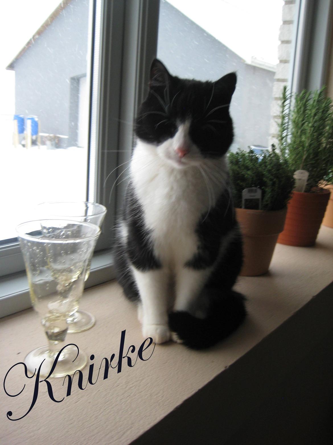 Huskat Knirke billede 15