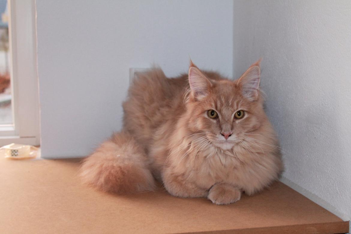 Maine Coon Tofee - Toffee<3 billede 1