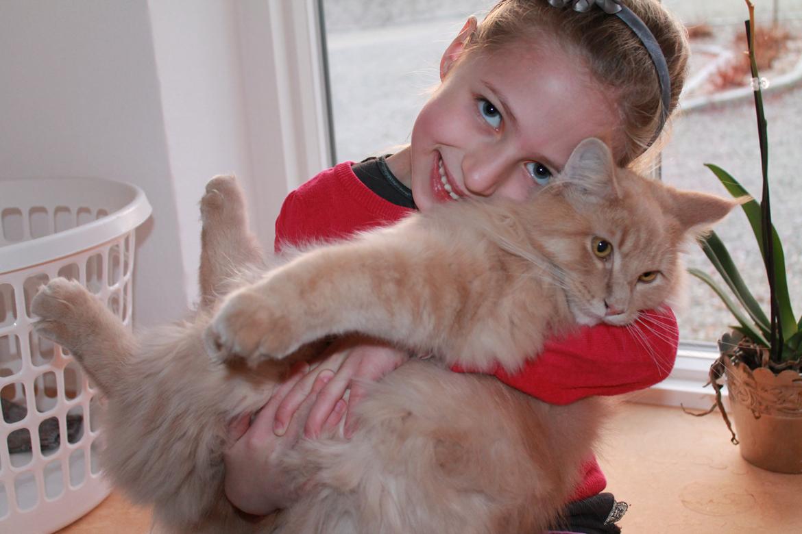 Maine Coon Tofee - Så kælen... ;-) billede 2