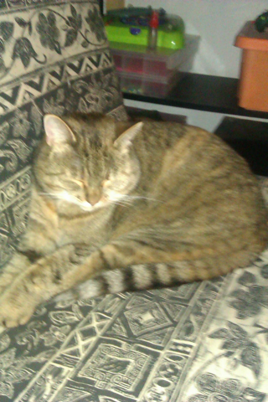 Huskat Tiger (min moster og onkels kat) billede 1