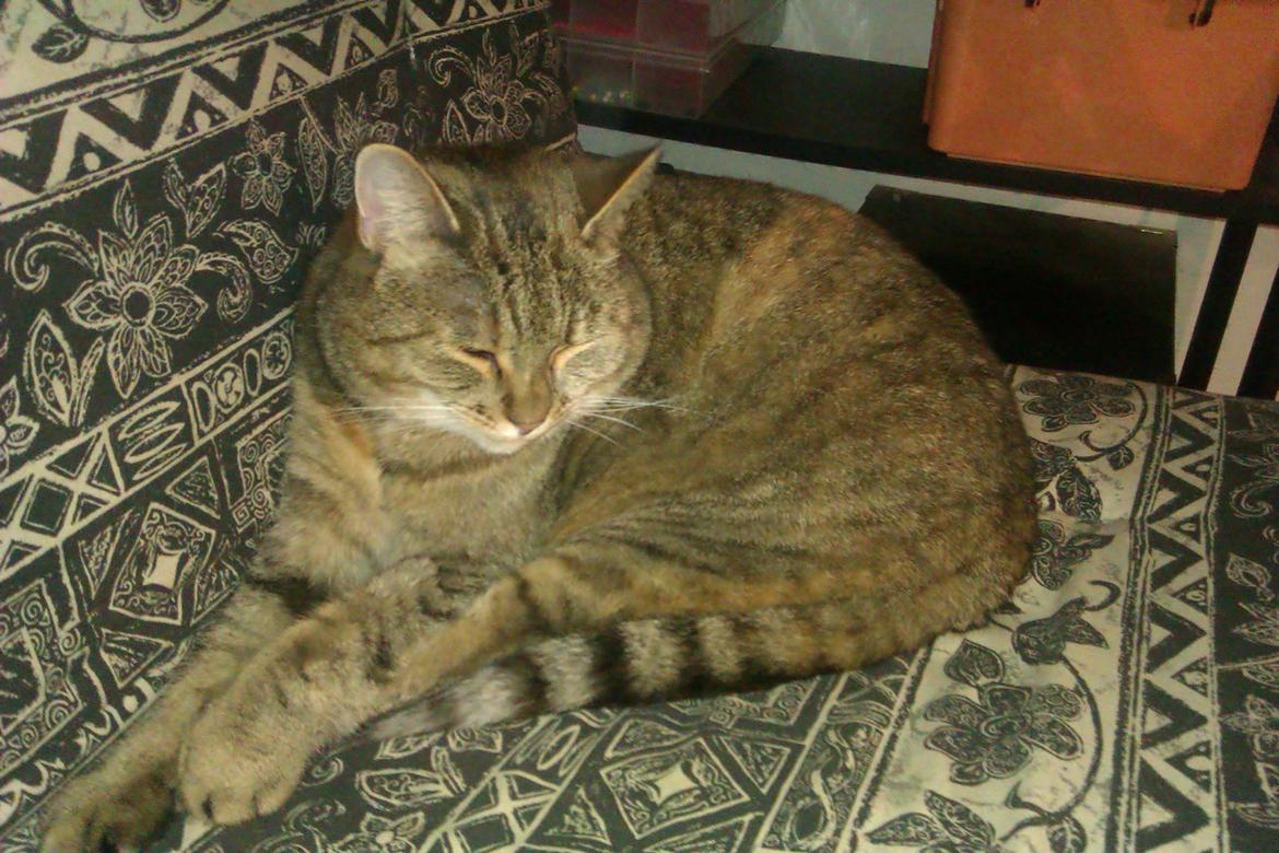 Huskat Tiger (min moster og onkels kat) billede 2