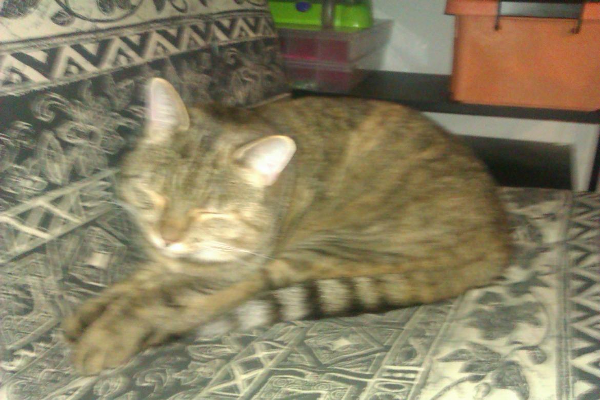 Huskat Tiger (min moster og onkels kat) billede 3