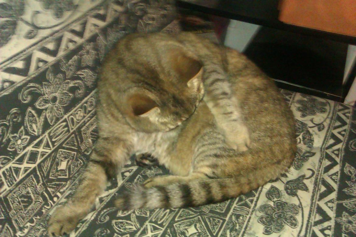 Huskat Tiger (min moster og onkels kat) billede 4