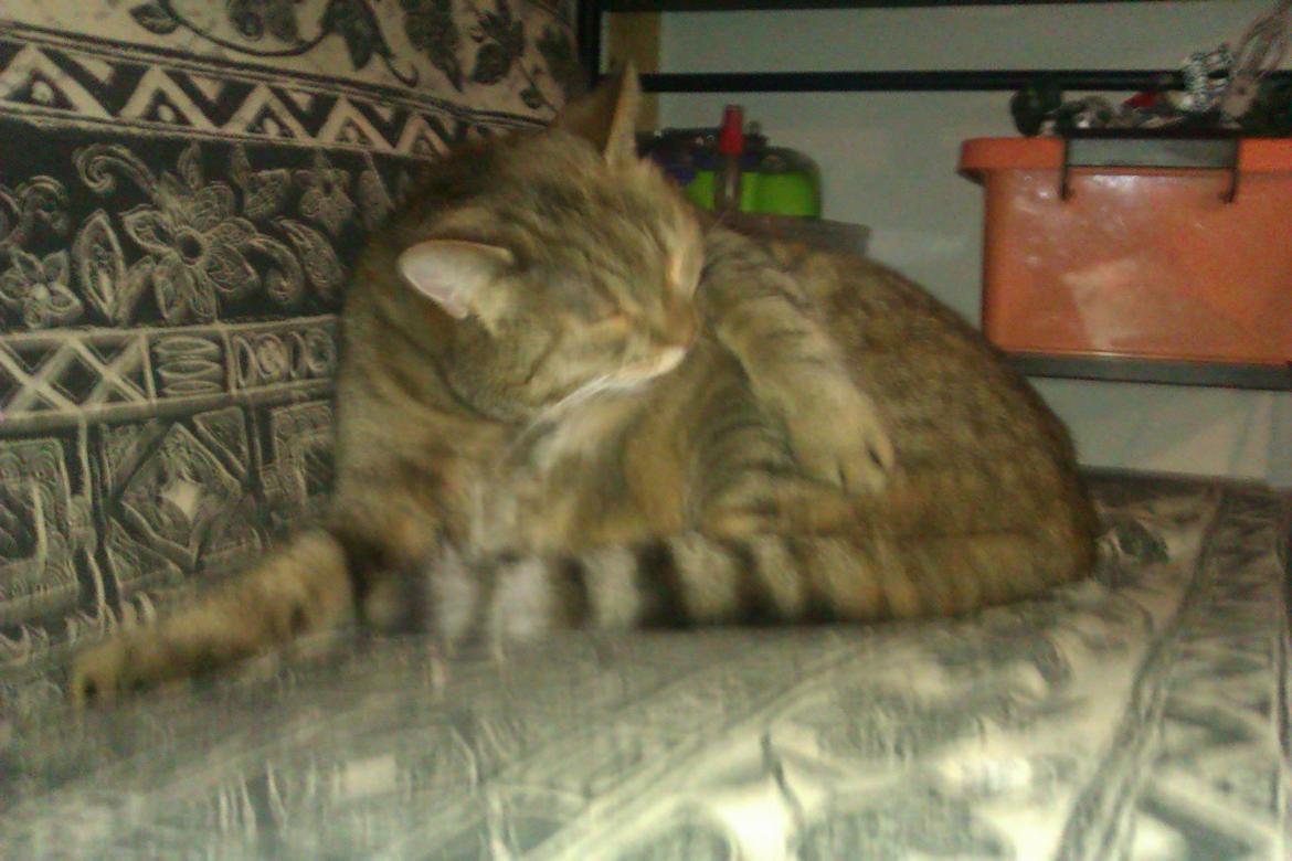 Huskat Tiger (min moster og onkels kat) billede 5