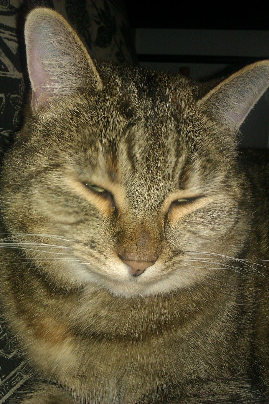 Huskat Tiger (min moster og onkels kat) billede 6