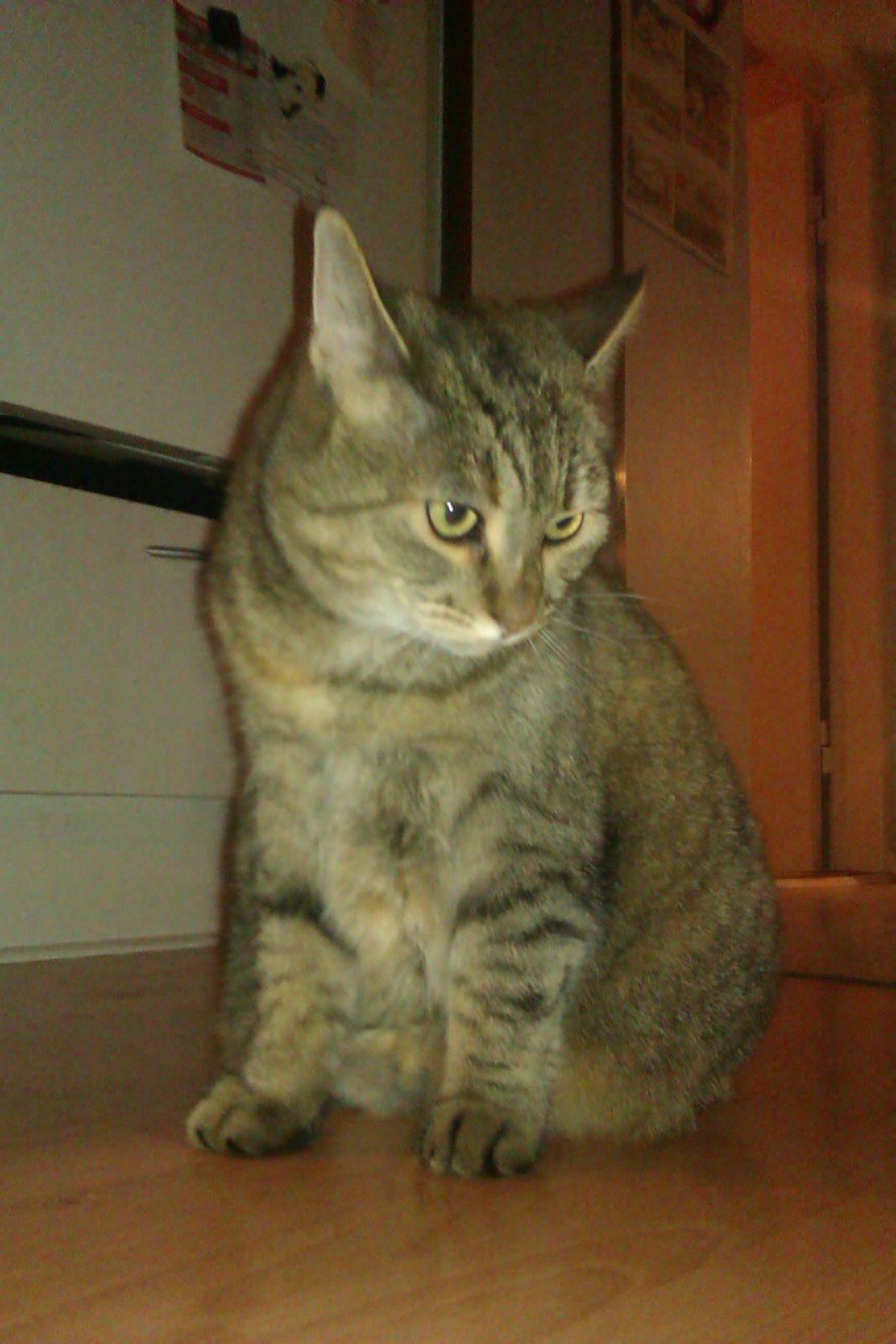 Huskat Tiger (min moster og onkels kat) billede 7