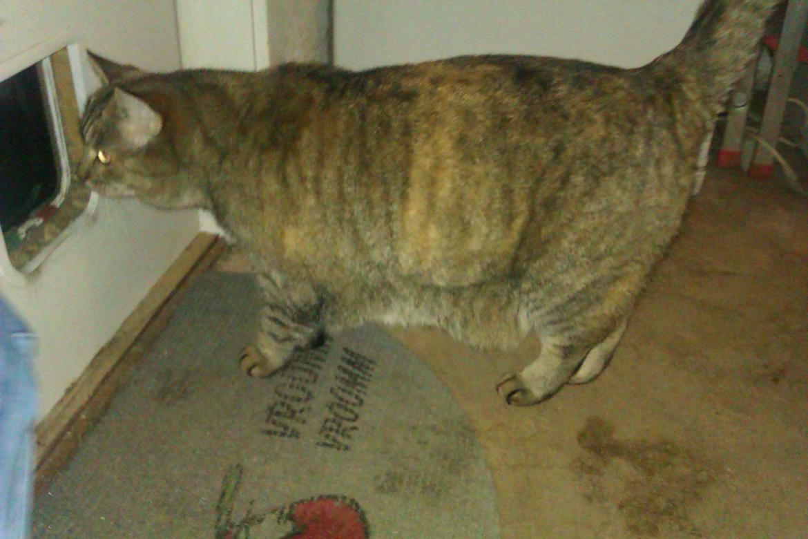 Huskat Tiger (min moster og onkels kat) billede 8