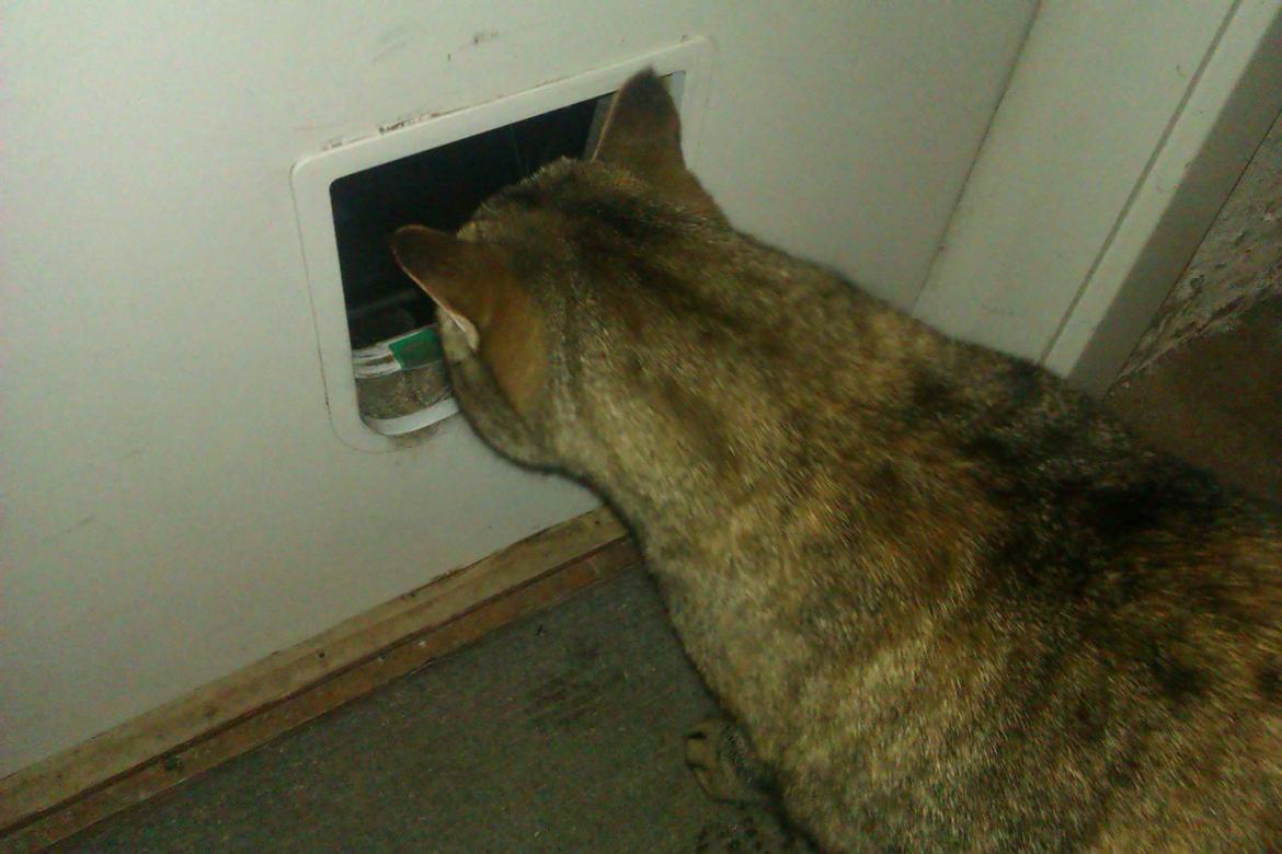 Huskat Tiger (min moster og onkels kat) billede 9