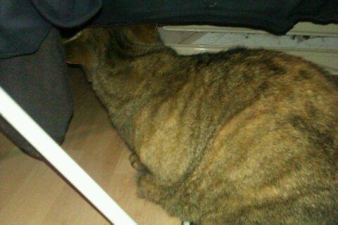 Huskat Tiger (min moster og onkels kat) billede 10