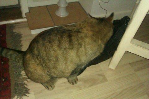 Huskat Tiger (min moster og onkels kat) billede 11