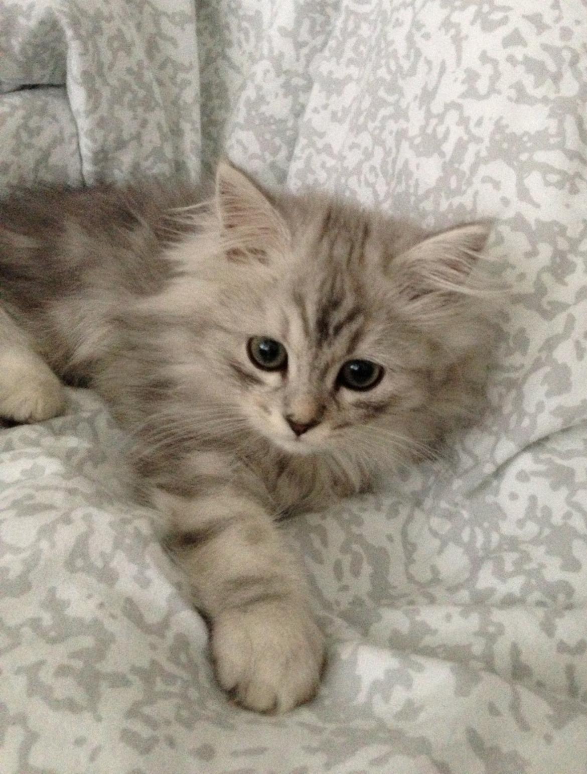 Blanding af racer Villads billede 1