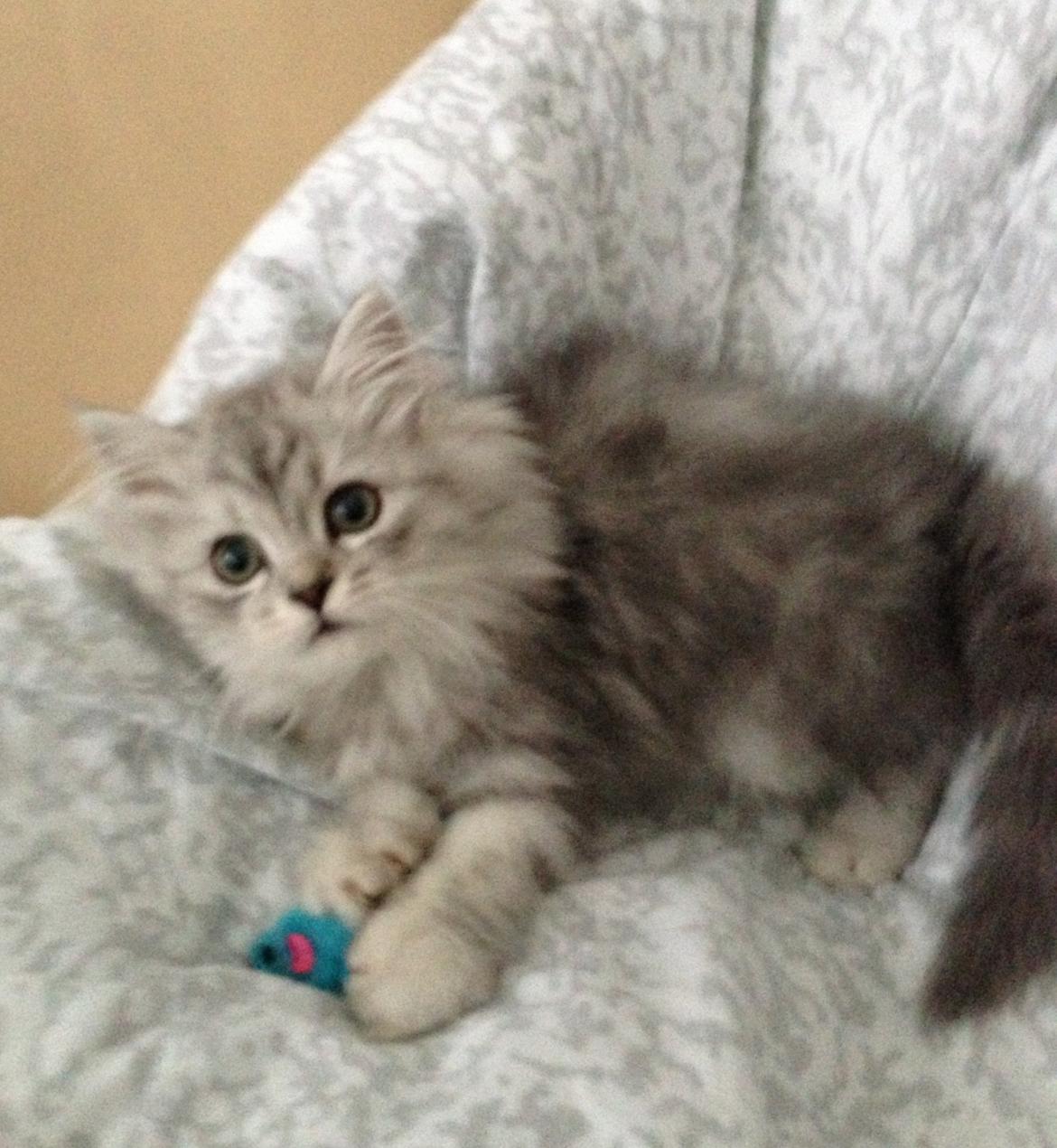 Blanding af racer Villads billede 2