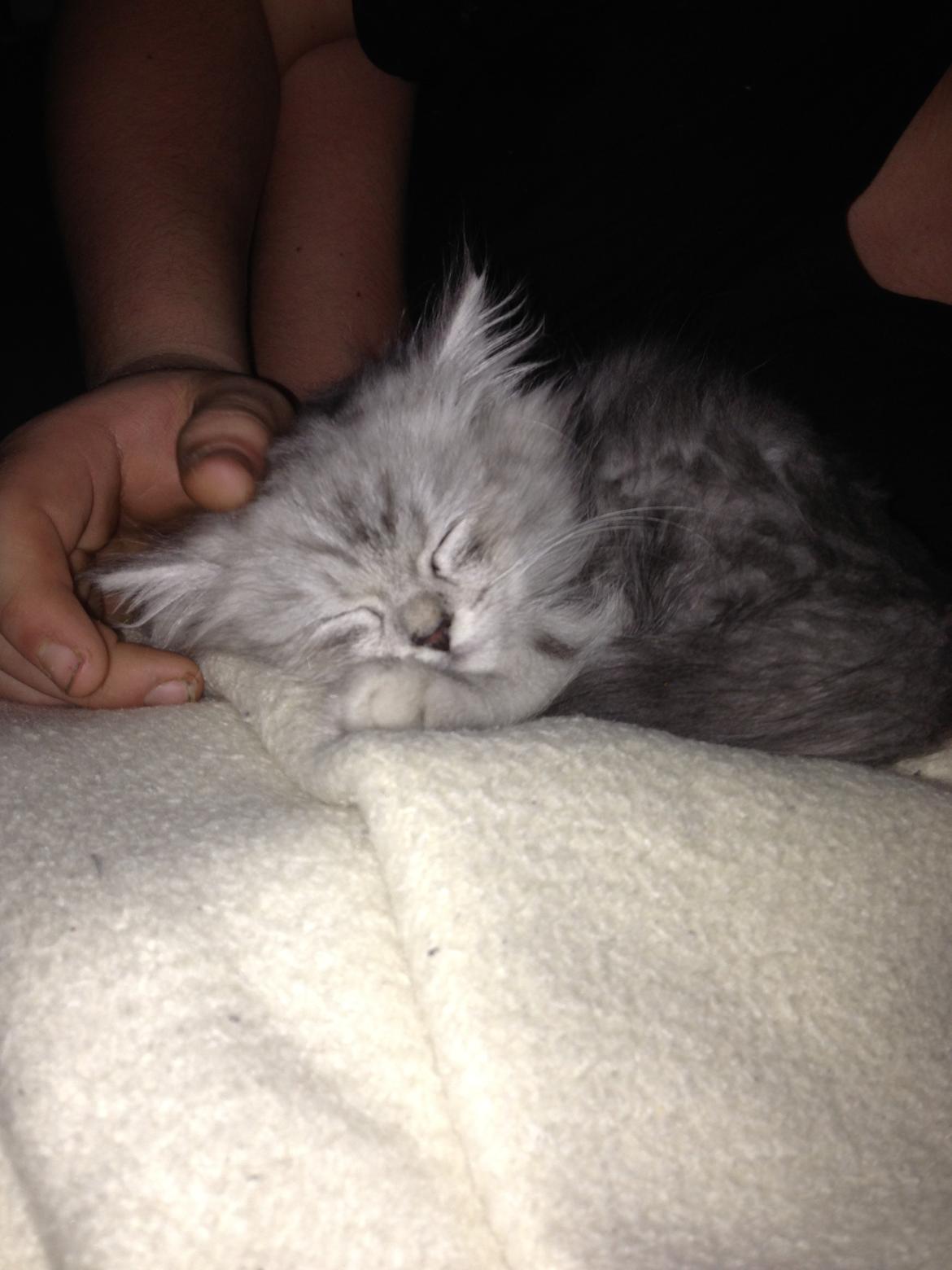 Blanding af racer Villads billede 3