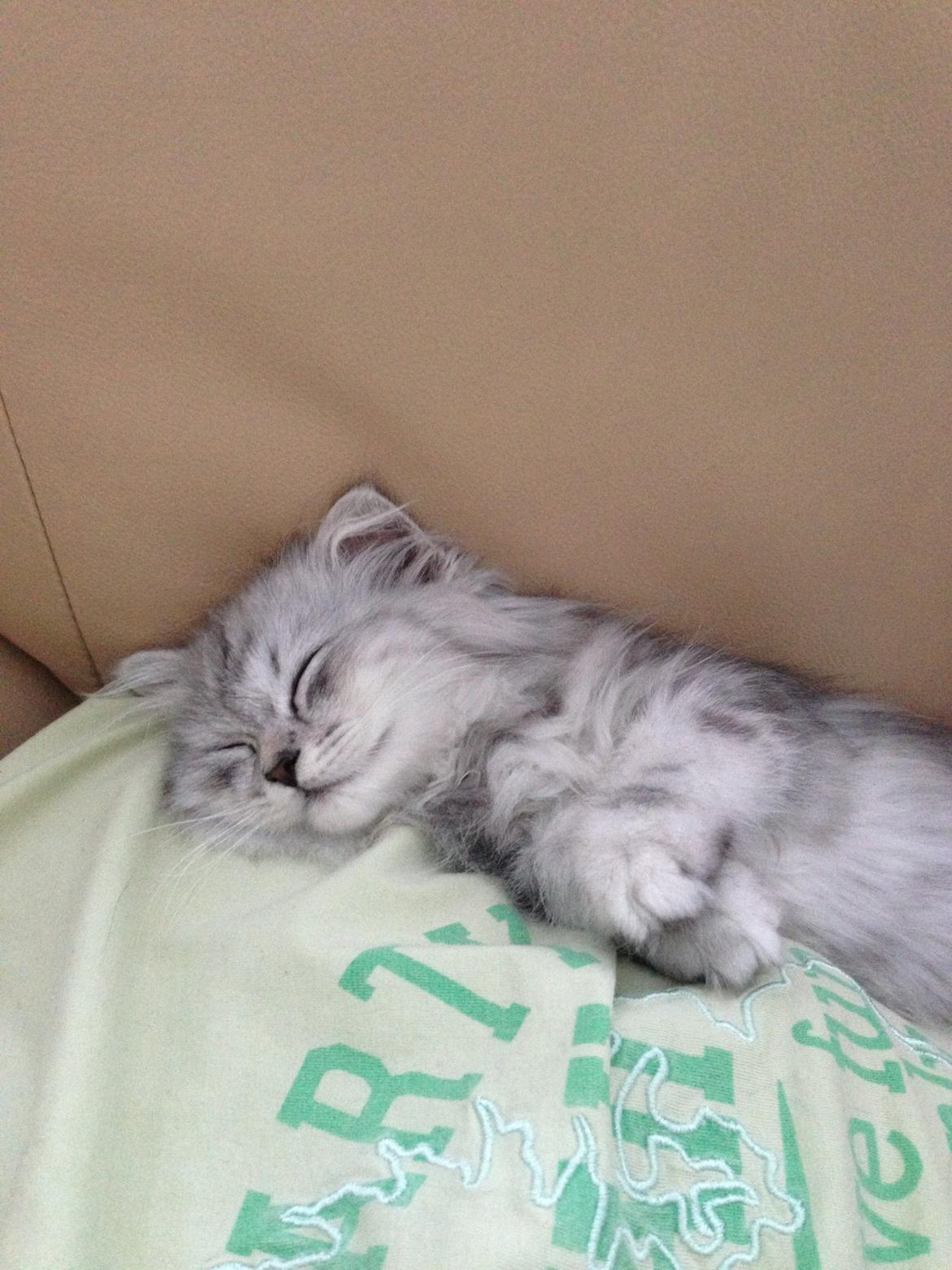 Blanding af racer Villads billede 4