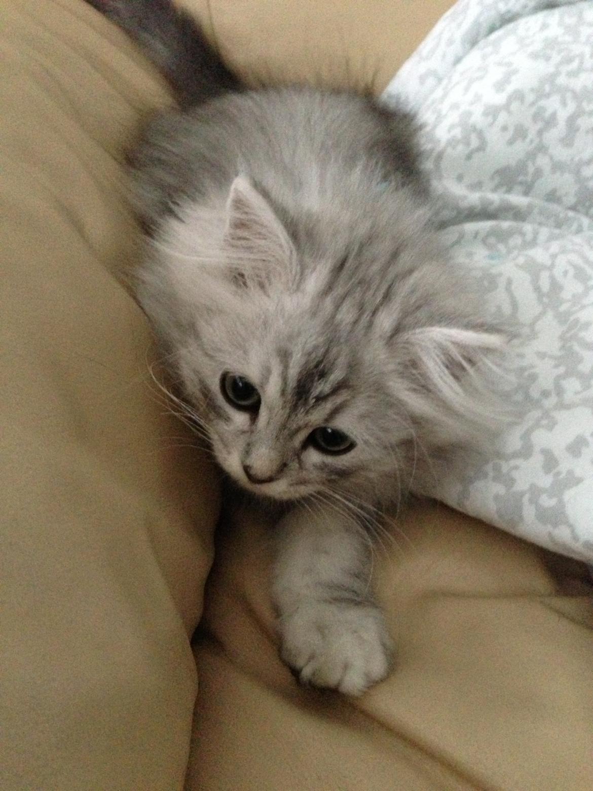 Blanding af racer Villads billede 5