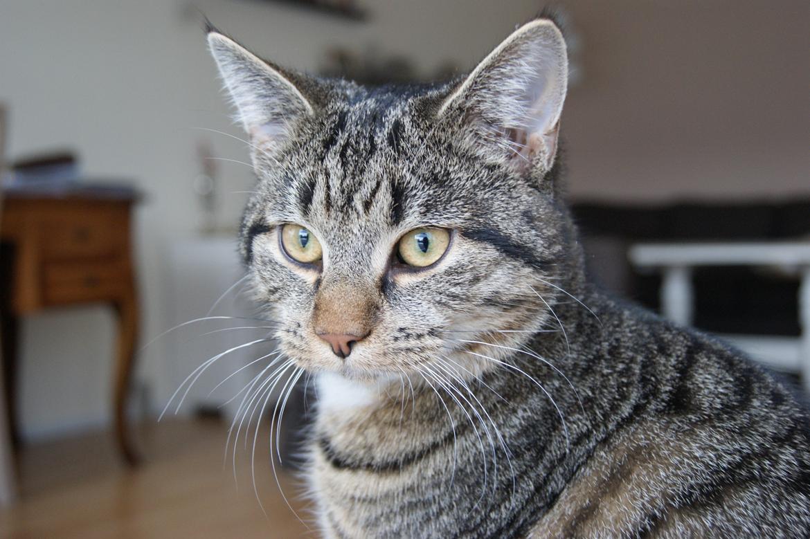 Huskat Peanut billede 6