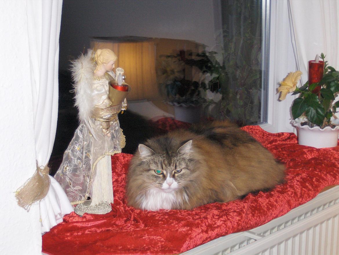 Blanding af racer tullemis billede 1