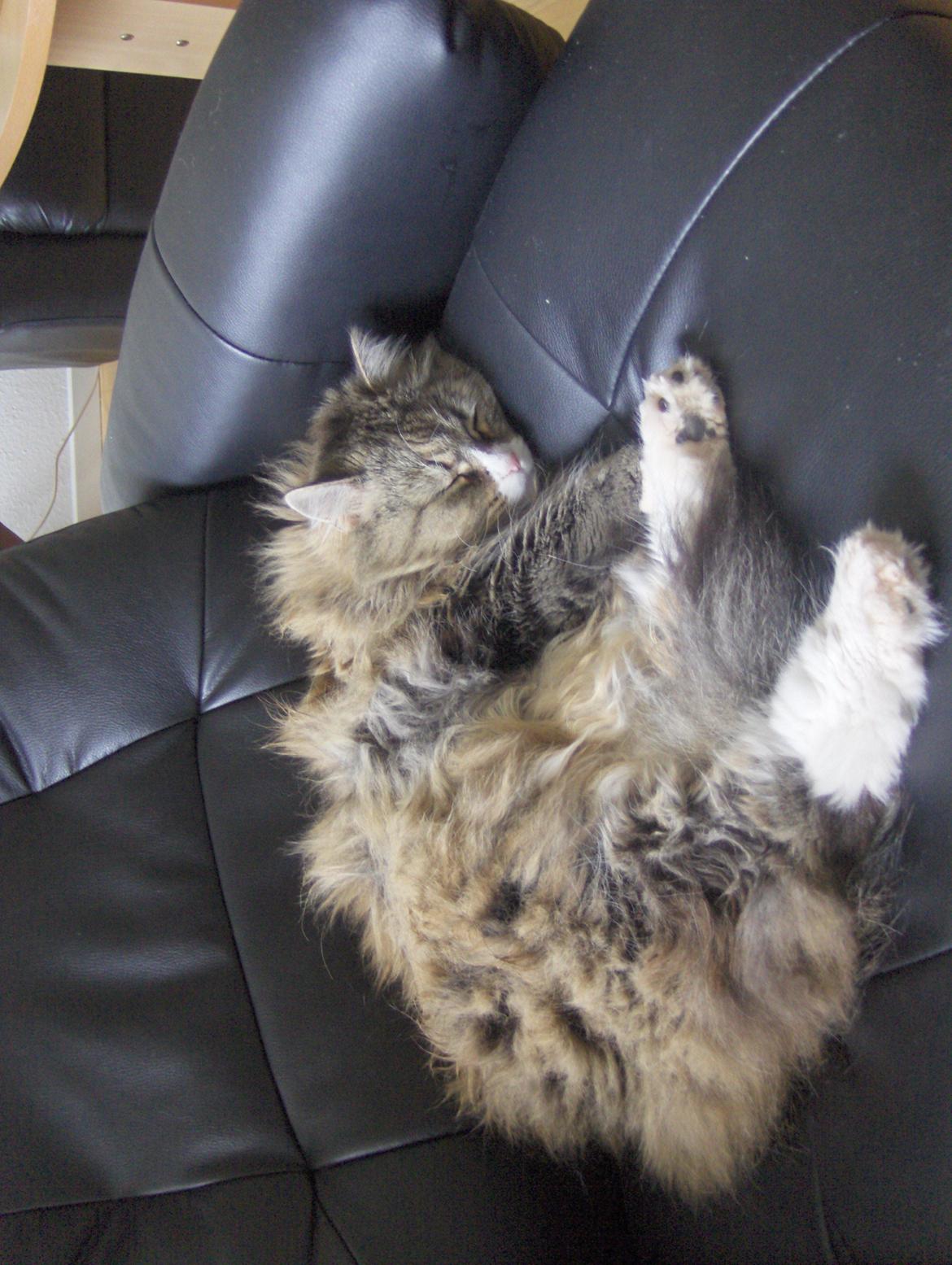 Blanding af racer tullemis billede 2