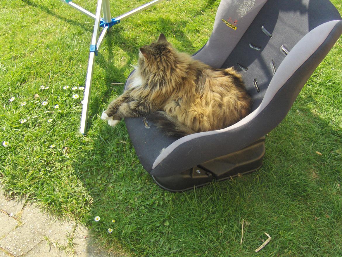 Blanding af racer tullemis billede 3