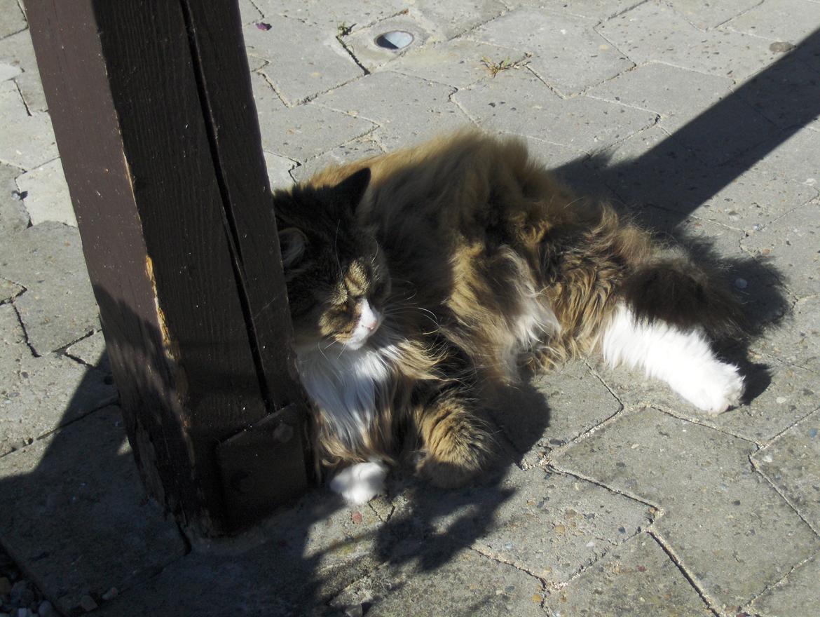 Blanding af racer tullemis billede 4