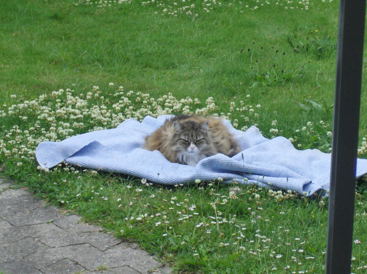 Blanding af racer tullemis billede 5