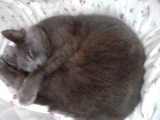 Blanding af racer Cirkeline billede 1