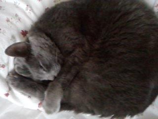 Blanding af racer Cirkeline billede 2