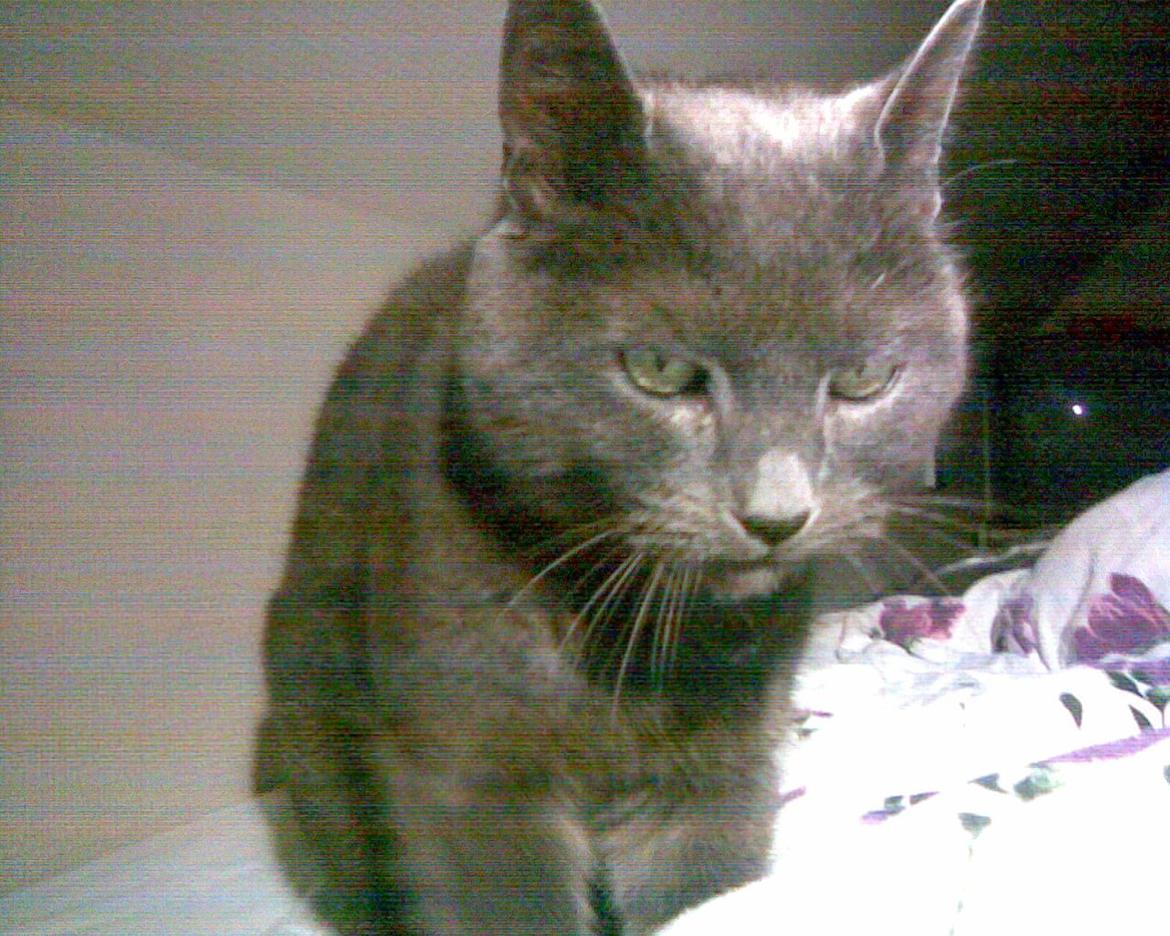 Blanding af racer Cirkeline billede 3