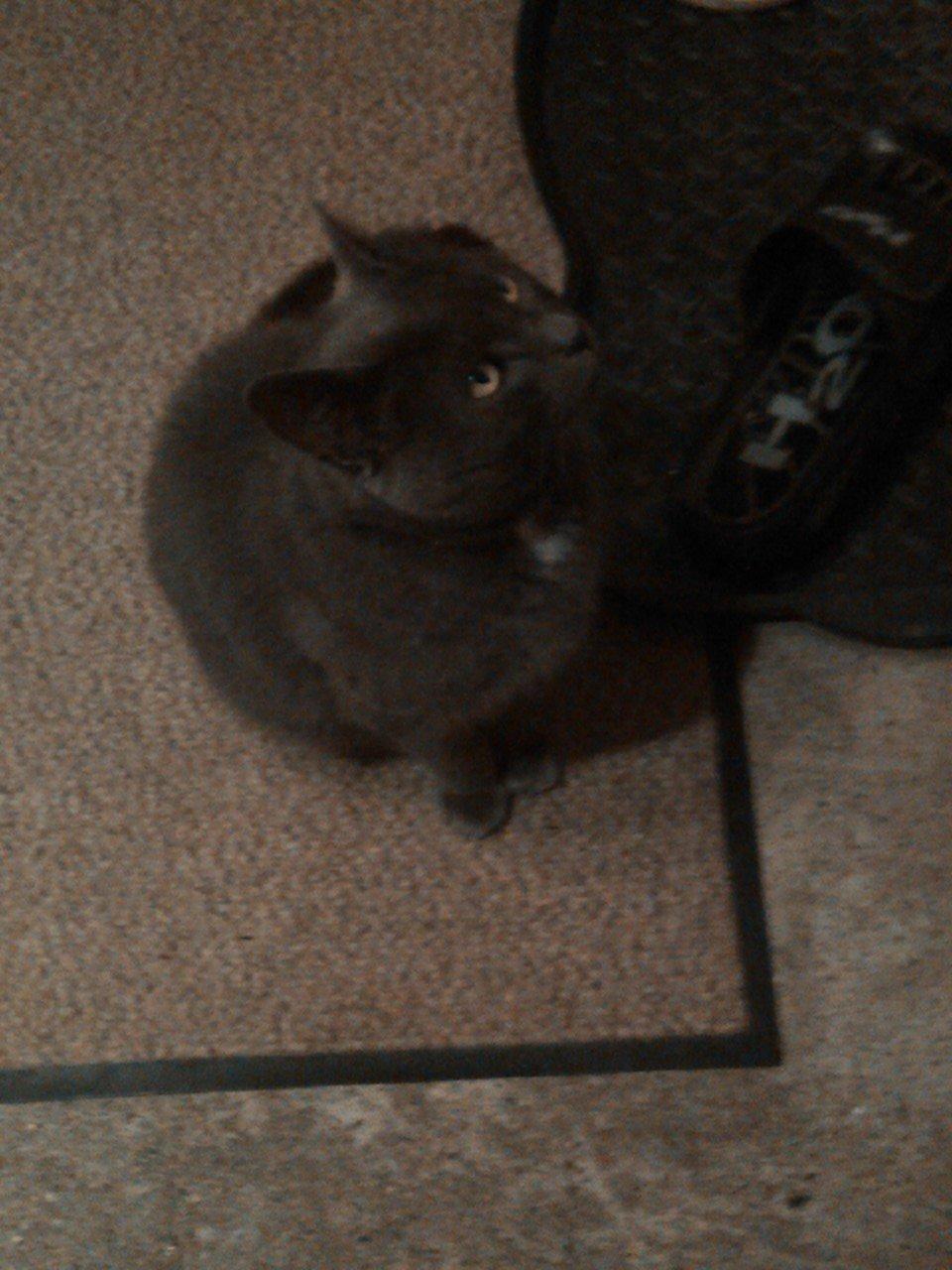 Blanding af racer Cirkeline billede 4